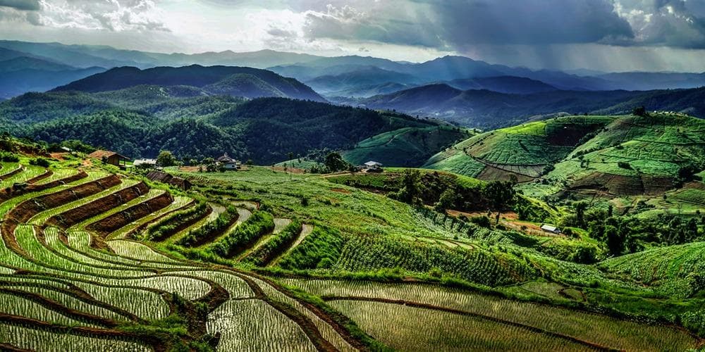 Chiang Mai fields